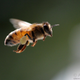 Illustration for article titled Honeybees reveal that evolution is stranger than you ever realized